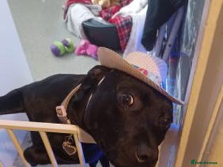 Bull Terrier dogs Female staffy for sale - Advert 1