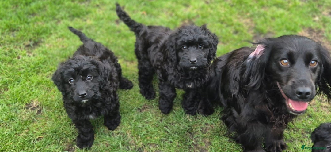 Cockapoo dogs for sale: Cockapoo pups - Image 8