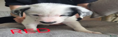 Border Collie Puppy 4