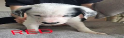 Border Collie dogs for sale: Beautiful litter of working border collie pups - Advert 12