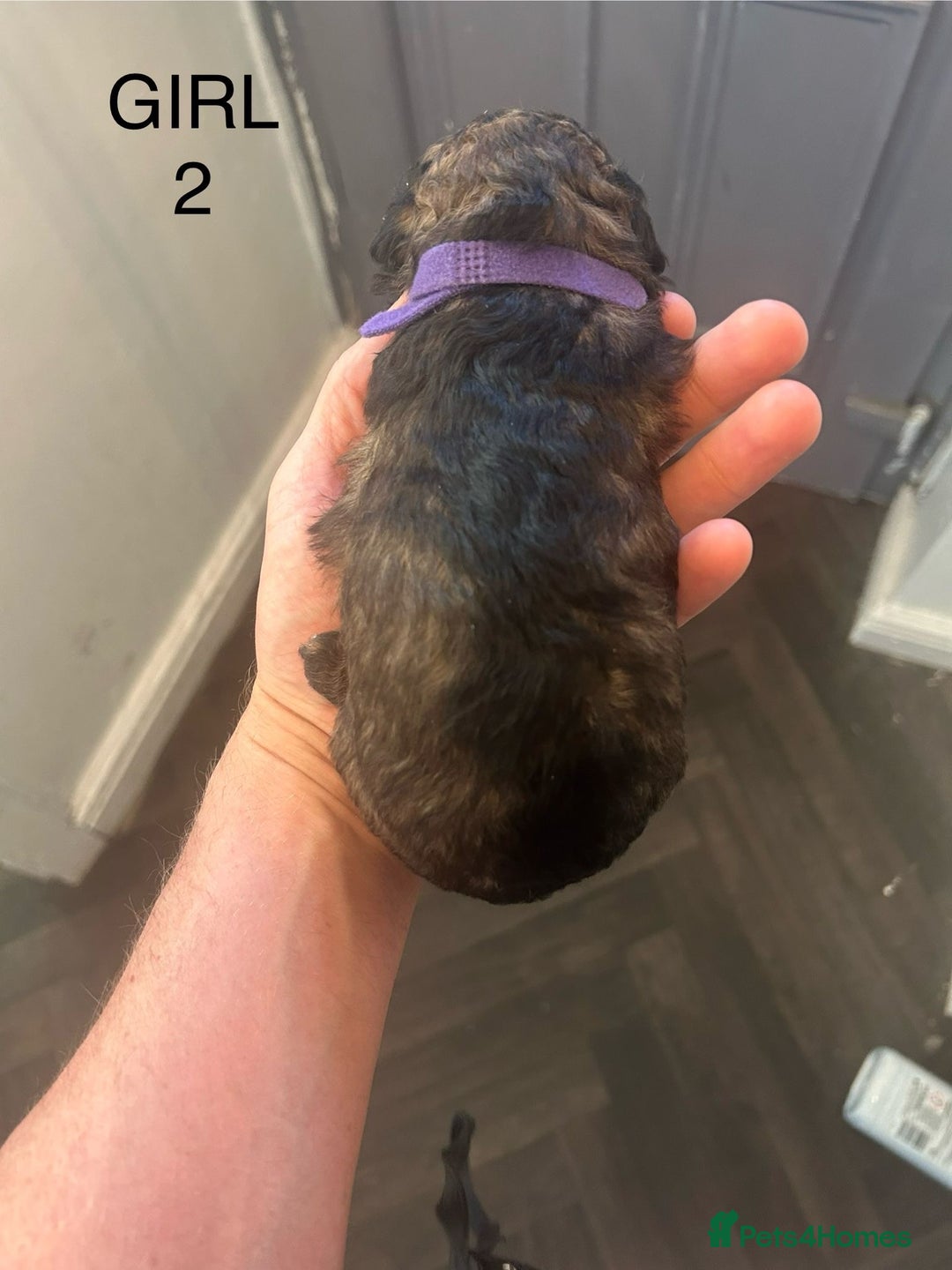 Poochon dogs for sale: Miniature toy poochons - Image 5