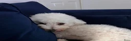 Bichon Frise dogs for sale: Bichon frise for adoption  - Advert 12