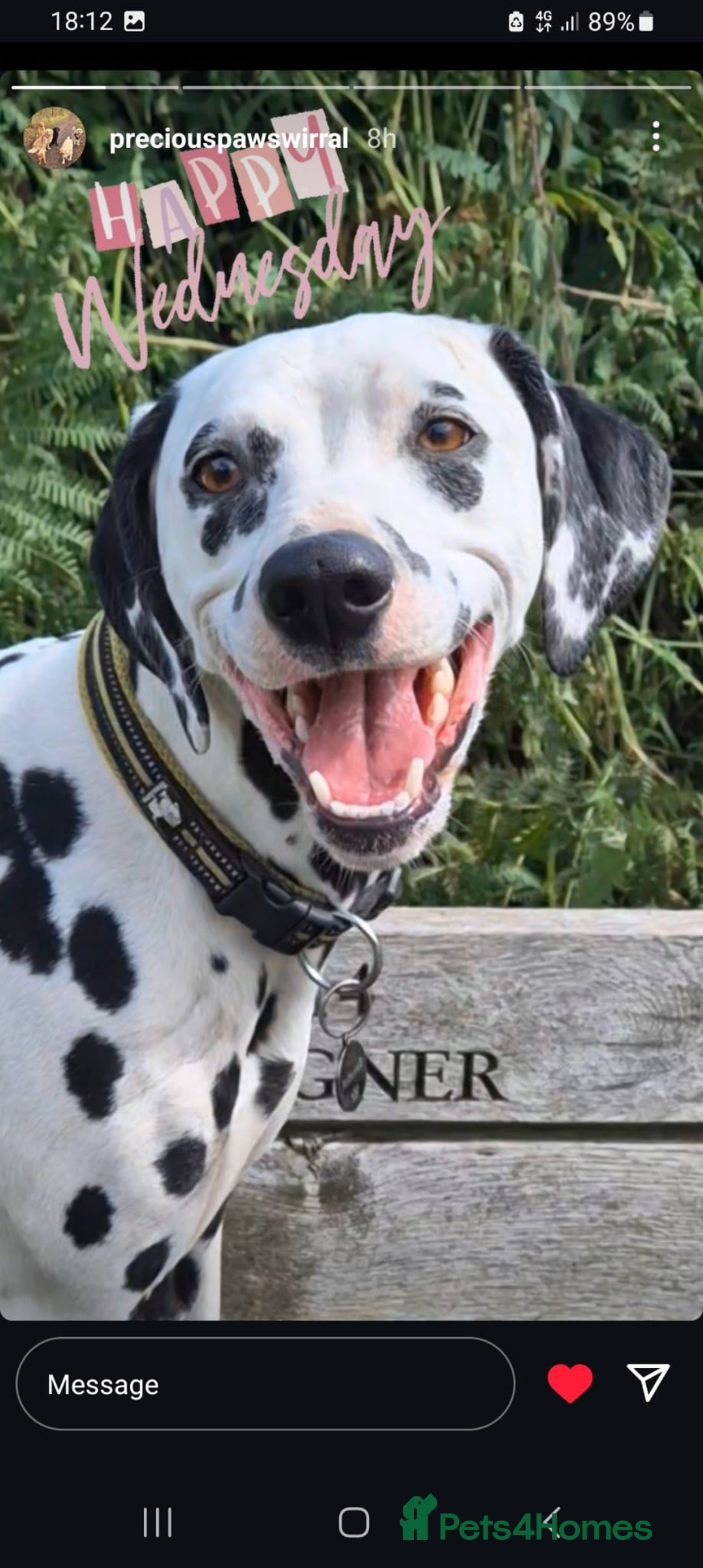 Dalmatian dogs for sale: Ready now - Champion Boys in the making!! - Advert 13