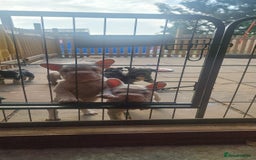 French Bulldog dogs for sale: Adorable pink and fluffy french bulldogs puppies  - Image 22