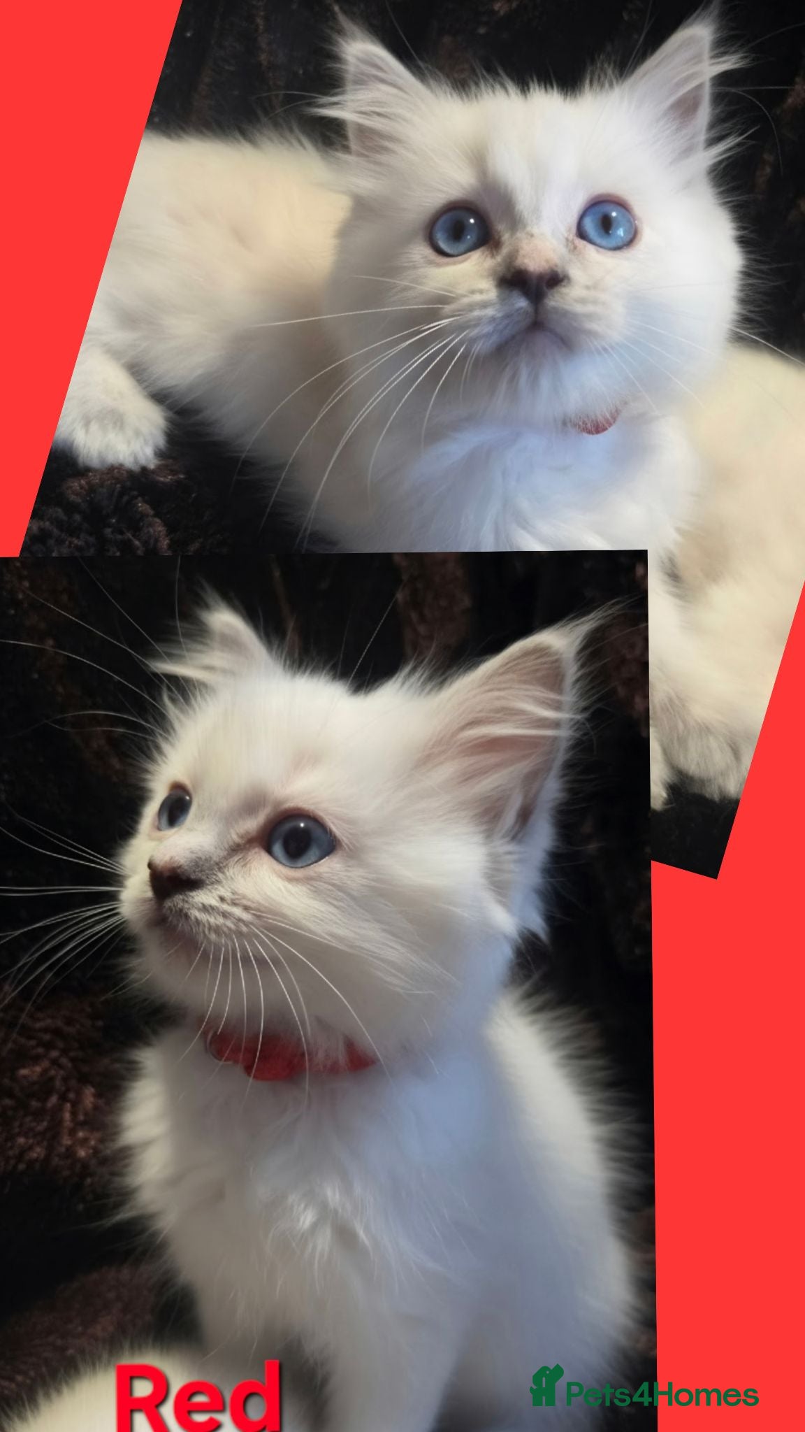 Ragdoll cats 🏆GCCF REG. EXTENSIVELY TESTED RAGDOLL KITTENS🌟 - Advert 1