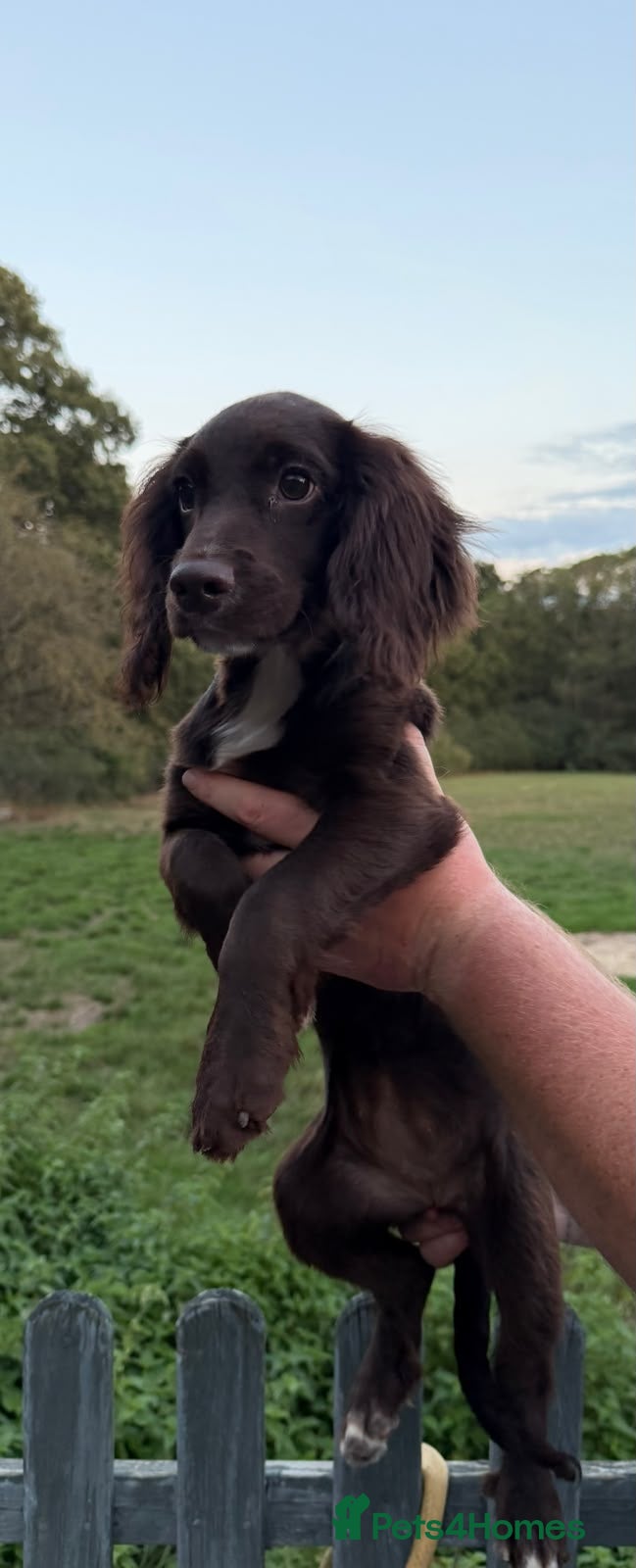 Sprocker dogs 5* Sprocker puppies - Advert 2