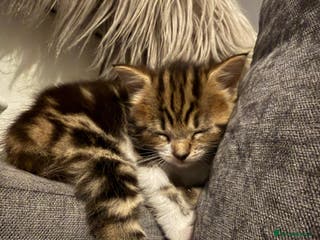 Mixed Breed cats Long hair kittens - Advert 1