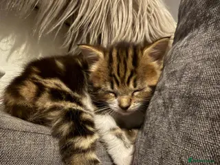 Mixed Breed cats Long hair kittens - Advert 9