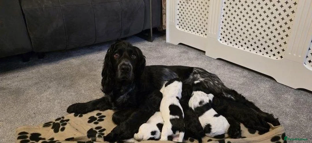 Cocker Spaniel dogs for sale: BEAUTIFUL COCKER SPANIEL PUPPIES FOR SALE in South Shields - Advert 1