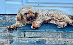 Cavapoo dogs for sale: 🐶F1B STUNNING CAVAPOOS 🐶 - Image 7