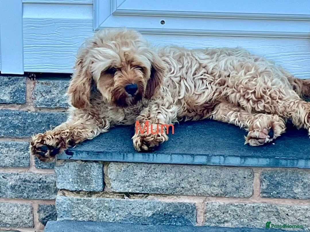 Cavapoo dogs for sale: 🐶F1B STUNNING CAVAPOOS 🐶 - Image 7