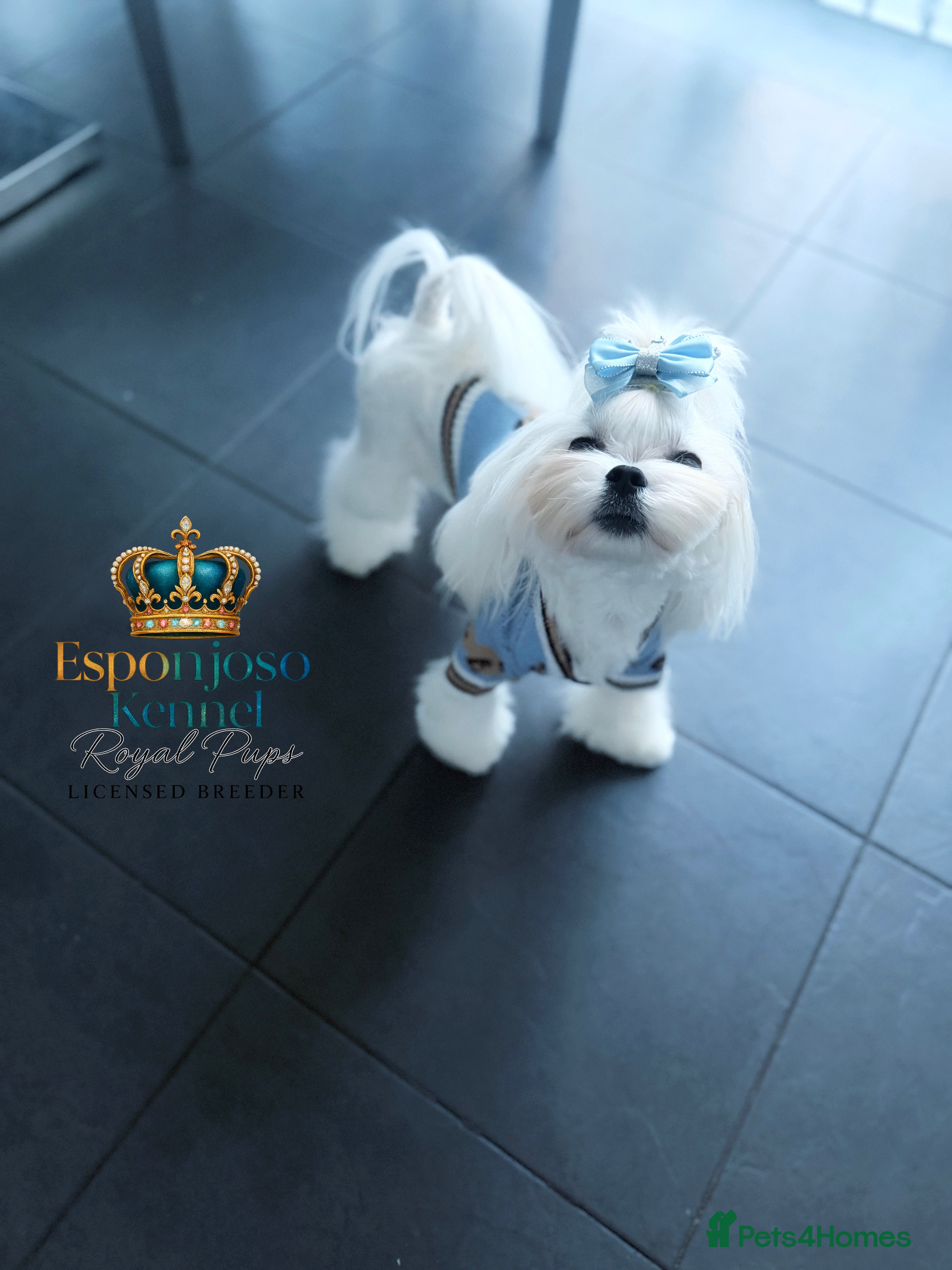 Maltese dogs 👑Exquisite KC Korean Maltese Stud DNA Clear👑 - Advert 4