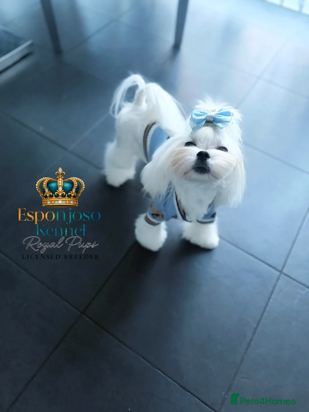 Maltese dogs for stud: 👑Exquisite KC Korean Maltese Stud DNA Clear👑 - Advert 9
