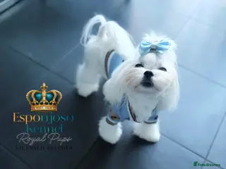 Maltese dogs 👑Exquisite KC Korean Maltese Stud DNA Clear👑 - Advert 1
