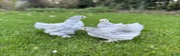 Chickens poultry for sale: Bantams and Pekins For Sale - Advert 3