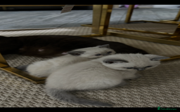 British Shorthair cats for sale: British short hair/british longhair - Image 6