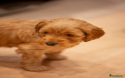 Cockapoo dogs for sale: Stunning F2b Miniature Cockapoos / Health Tested - Image 23