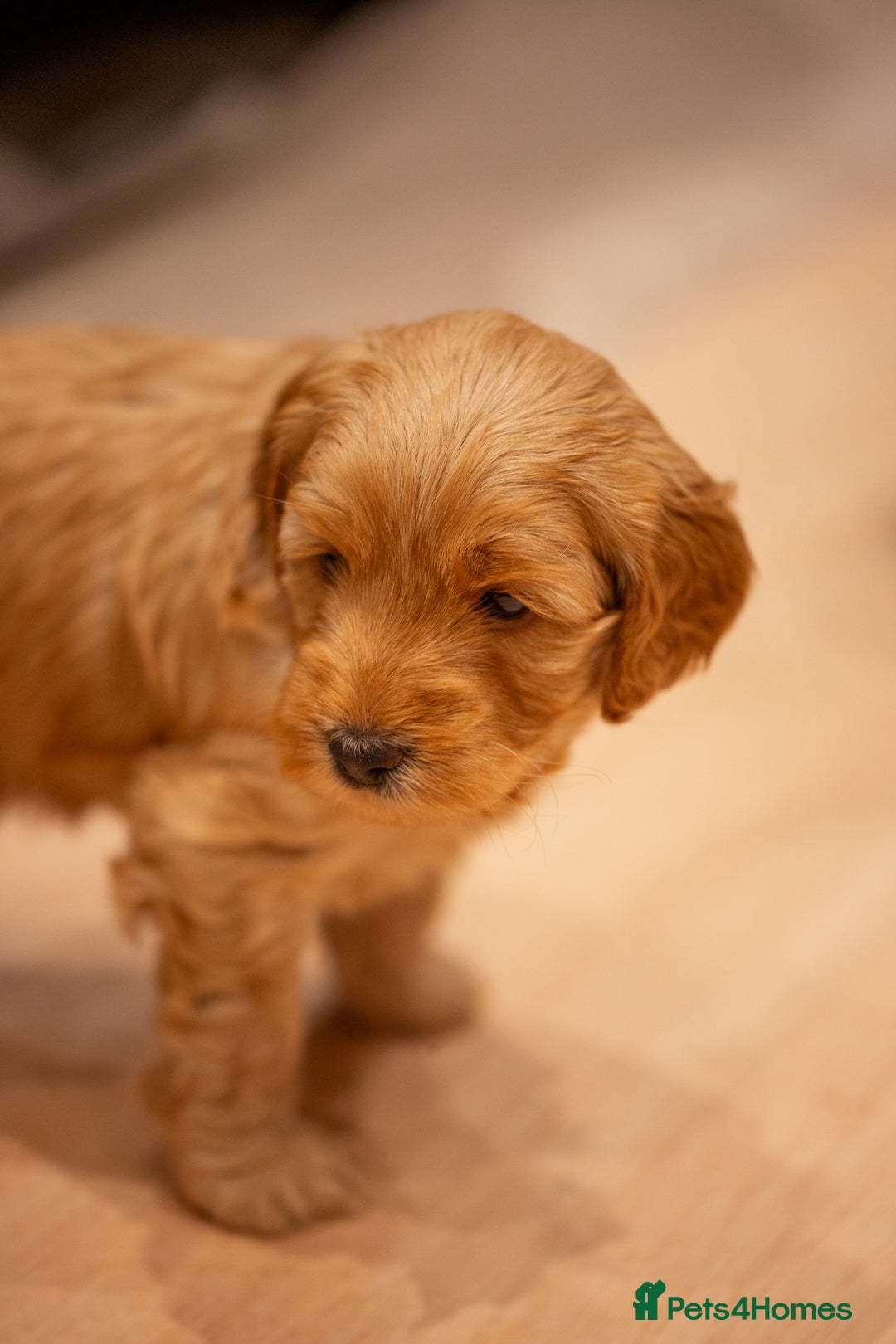 Cockapoo dogs for sale: Stunning F2b Miniature Cockapoos / Health Tested - Image 23