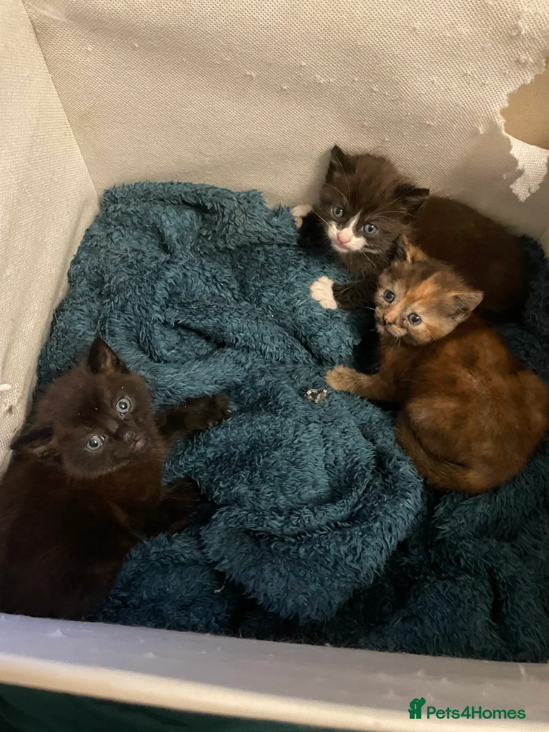 Mixed Breed cats for sale: 3 kittens ready and waiting for there new hime  - Advert 1