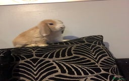 Mini Lop rabbits for sale: Beautiful Mini Lop Rabbits  - Image 4