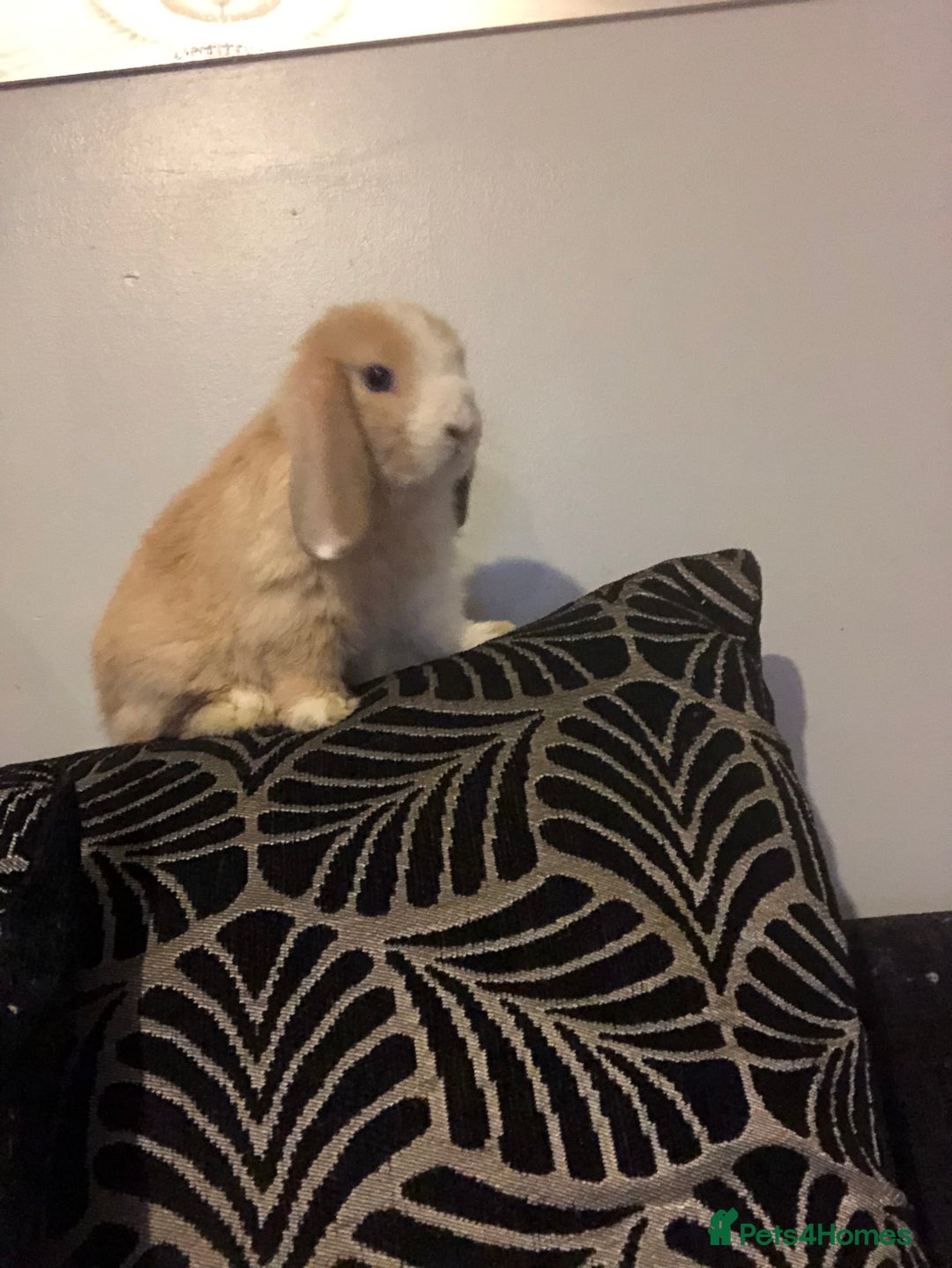 Mini Lop rabbits for sale: Beautiful Mini Lop Rabbits  - Image 4