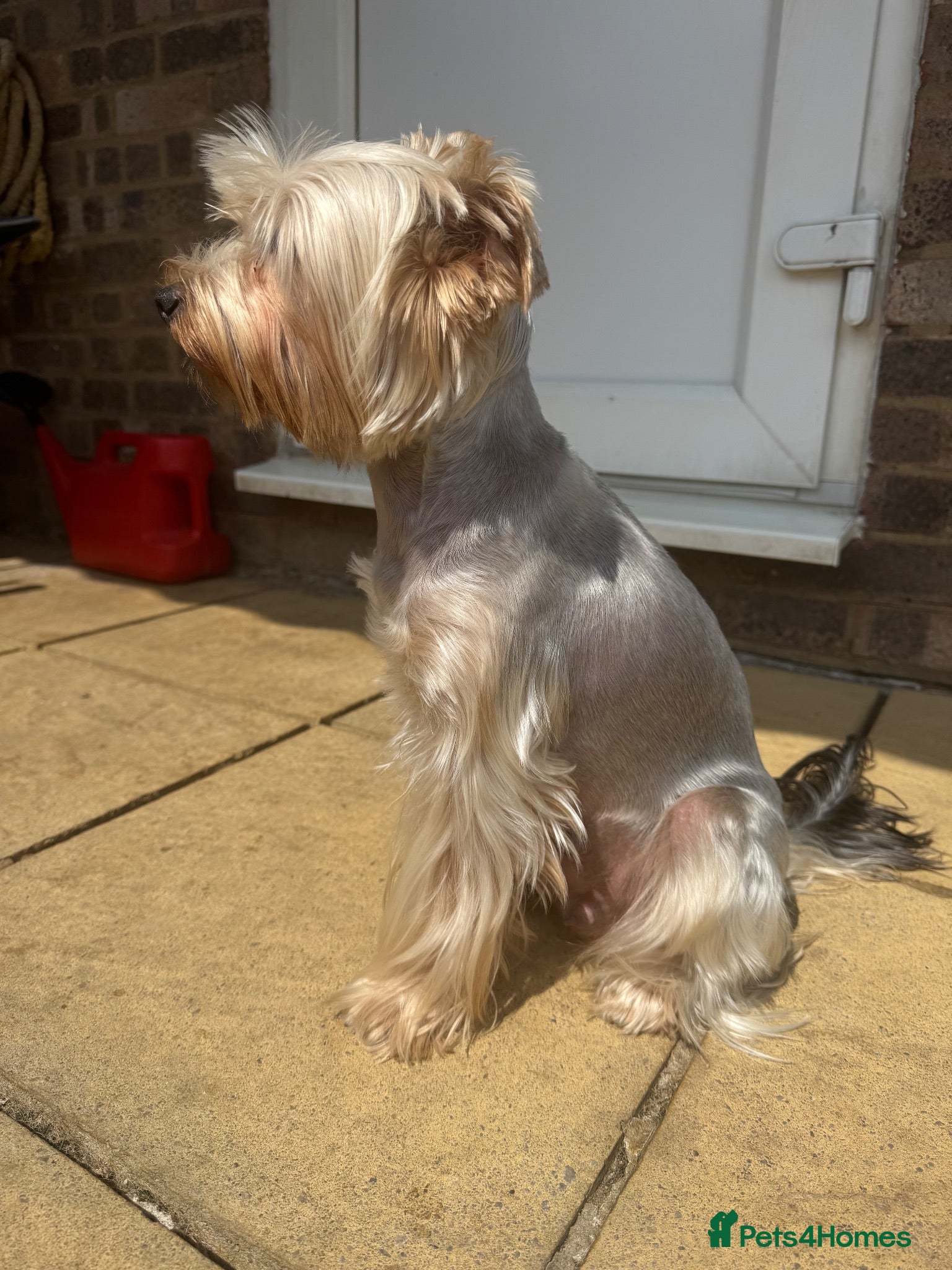 Yorkiepoo dogs Yorkiepoo - Advert 2