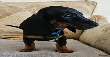Dachshund dogs - Advert 15