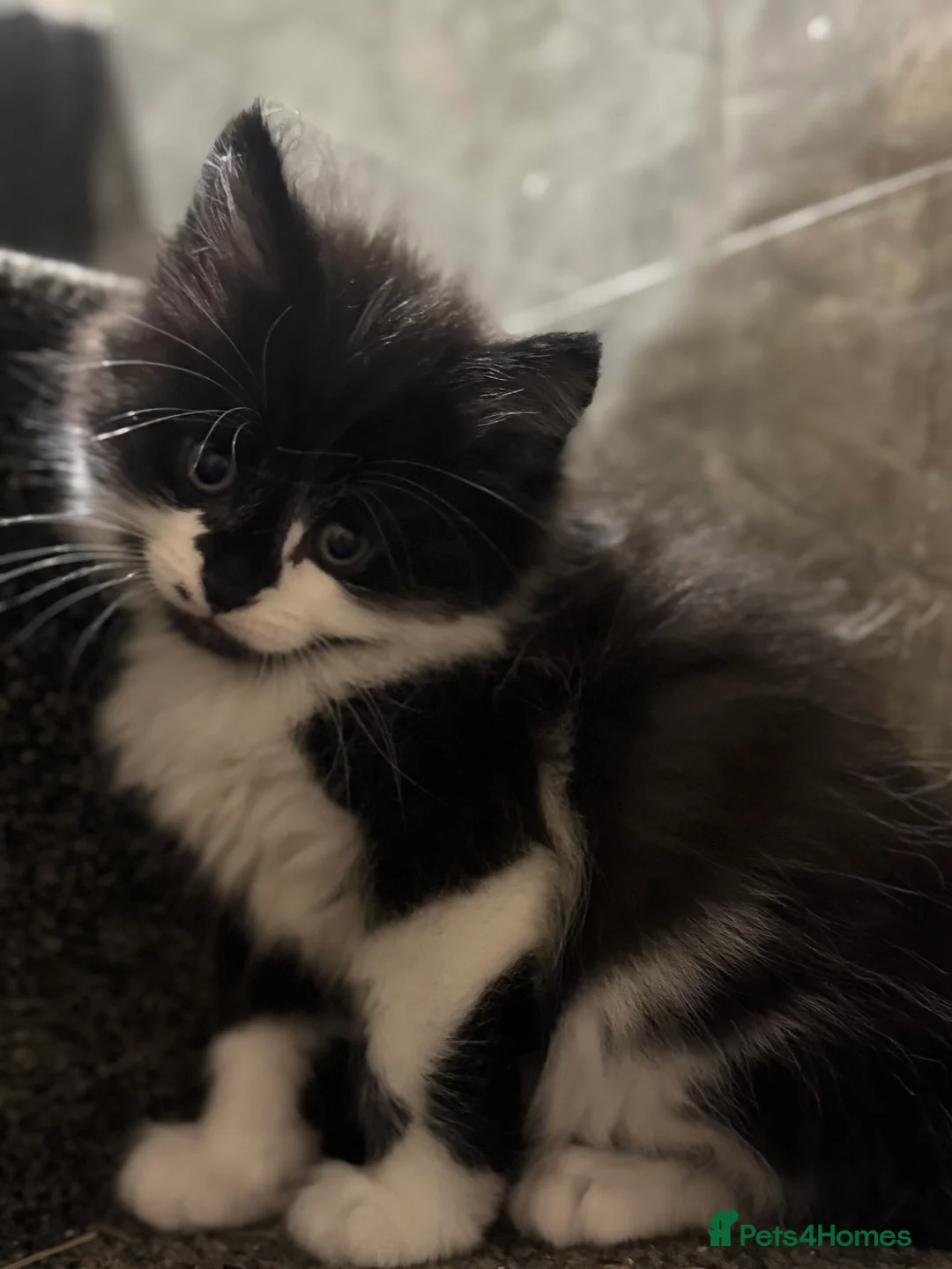 Mixed Breed cats for sale: 3/4 Maine coon long haired  - Advert 4