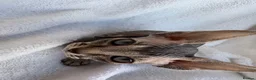 Sphynx cats for sale: Gorgeous stripped Sphynx kittens - Advert 1