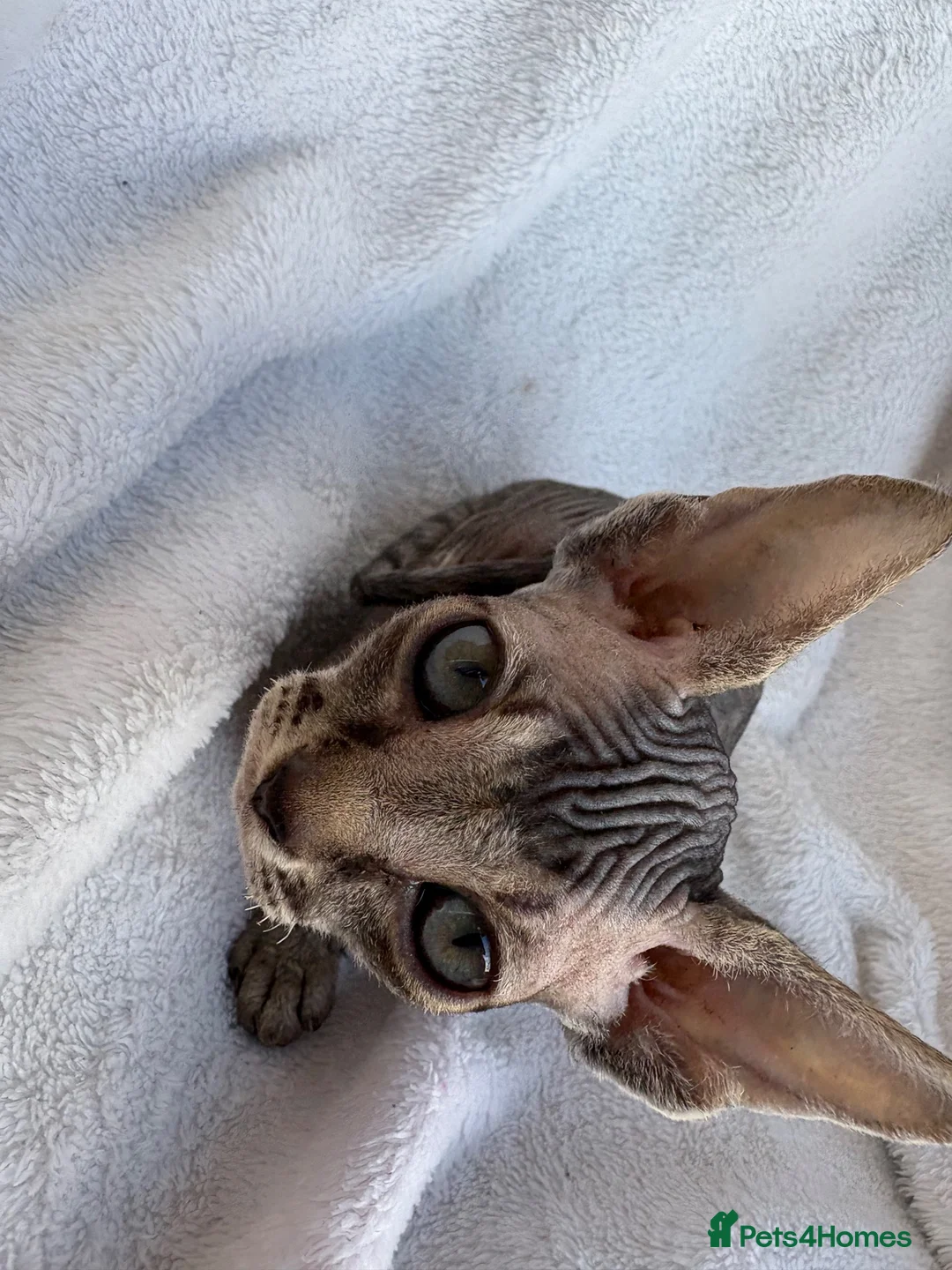 Sphynx cats for sale: Gorgeous stripped Sphynx kittens - Advert 1