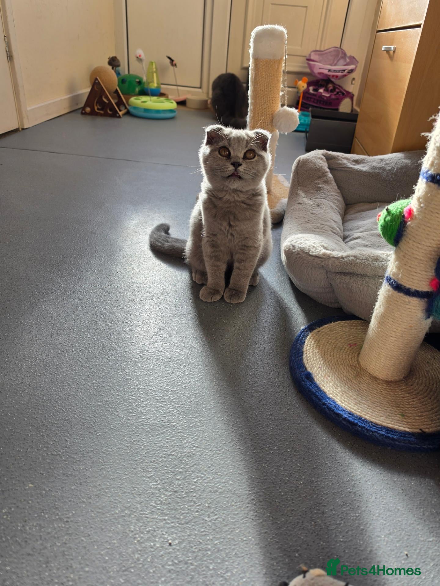 Scottish Fold cats 1 boy💙 and 1girl left🧡 - Advert 5