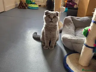 Scottish Fold cats 1 boy💙 and 1girl left🧡 - Advert 5