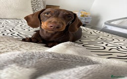 Miniature Dachshund dogs for sale: Chocolate and tan miniature dachshund  - Image 7