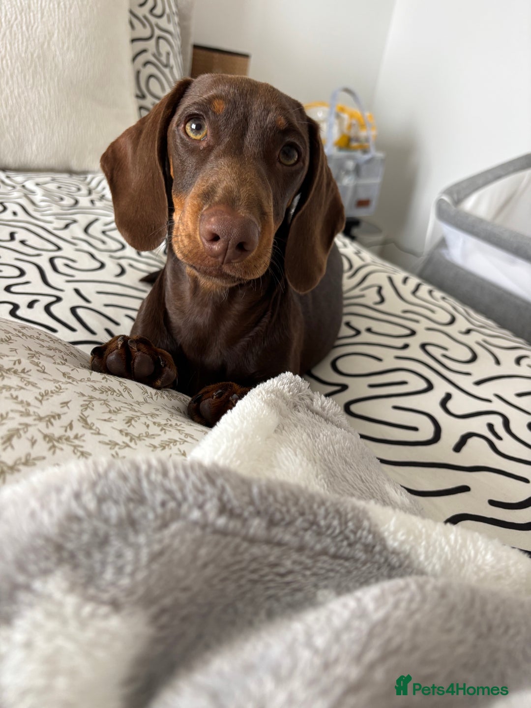 Miniature Dachshund dogs for sale: Chocolate and tan miniature dachshund  - Image 7