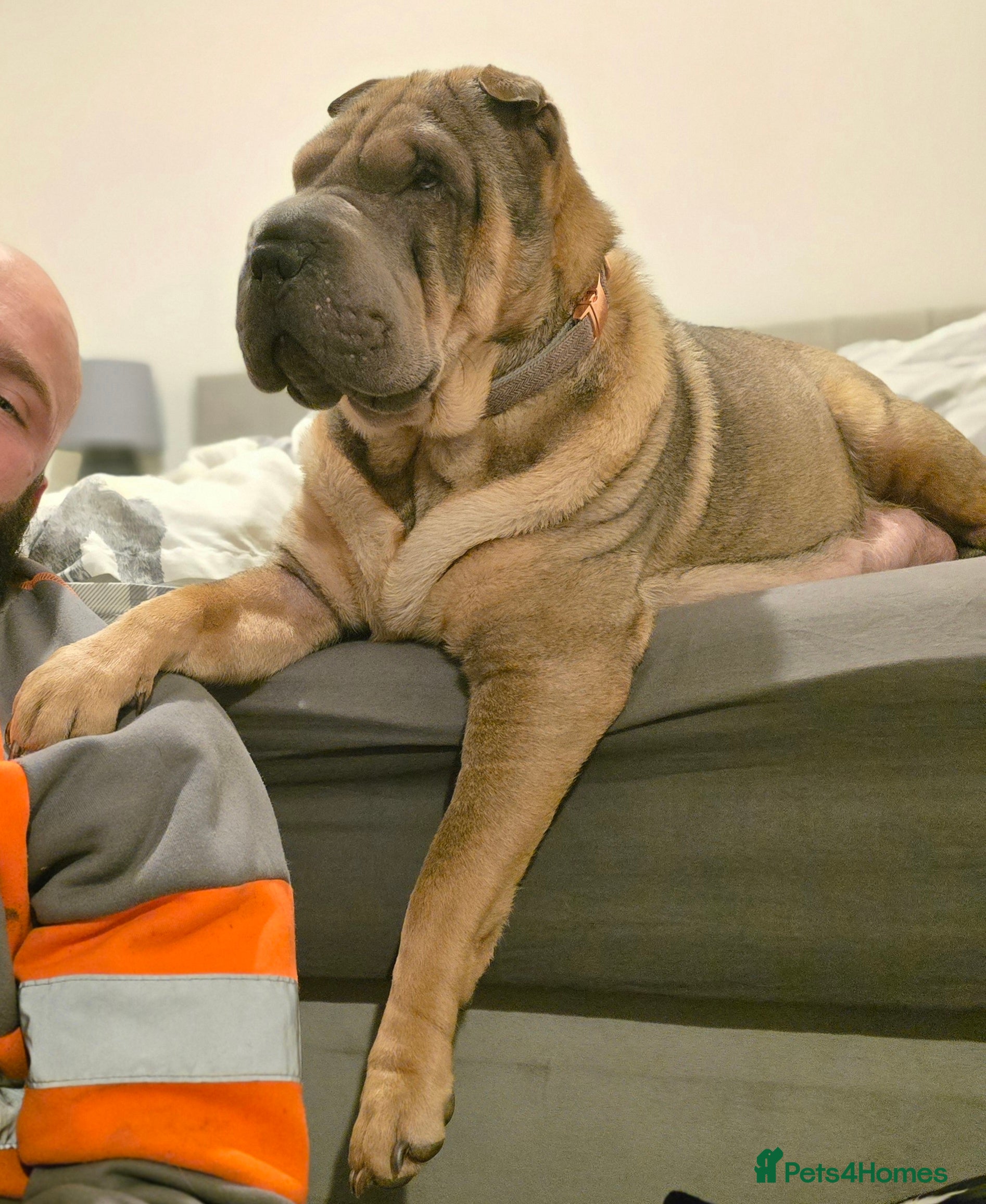 Shar Pei dogs Beautiful litter of Shar Pei puppies!  - Advert 1