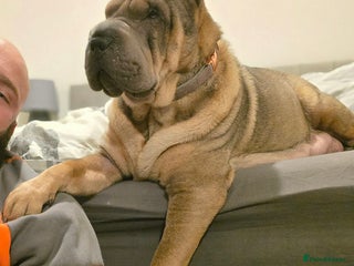 Shar Pei dogs Beautiful litter of Shar Pei puppies! - Advert 6