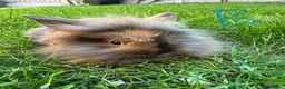 Lionhead rabbits for sale: Lionhead Rabbits for sale  - Advert 11