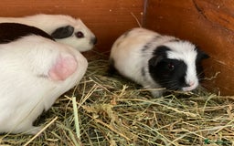 Guinea Pig rodents for sale: Beautiful mix of baby male Guineapigs dal Cali ect - Image 5