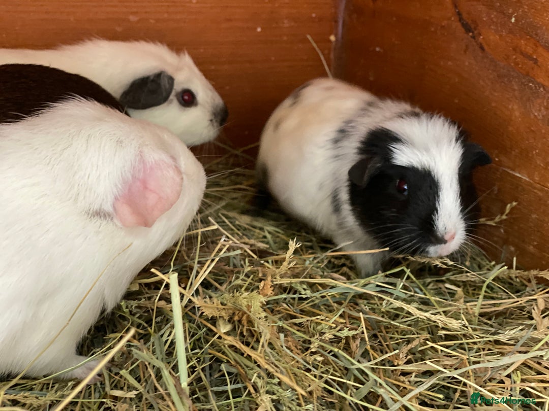 Guinea Pig rodents for sale: Beautiful mix of baby male Guineapigs dal Cali ect - Image 5