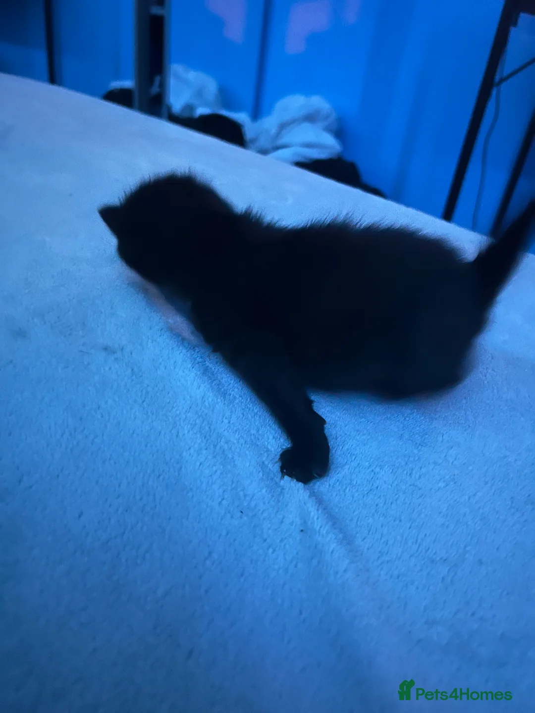 Mixed Breed cats for sale: 7 lovely sweat kittens - Advert 8