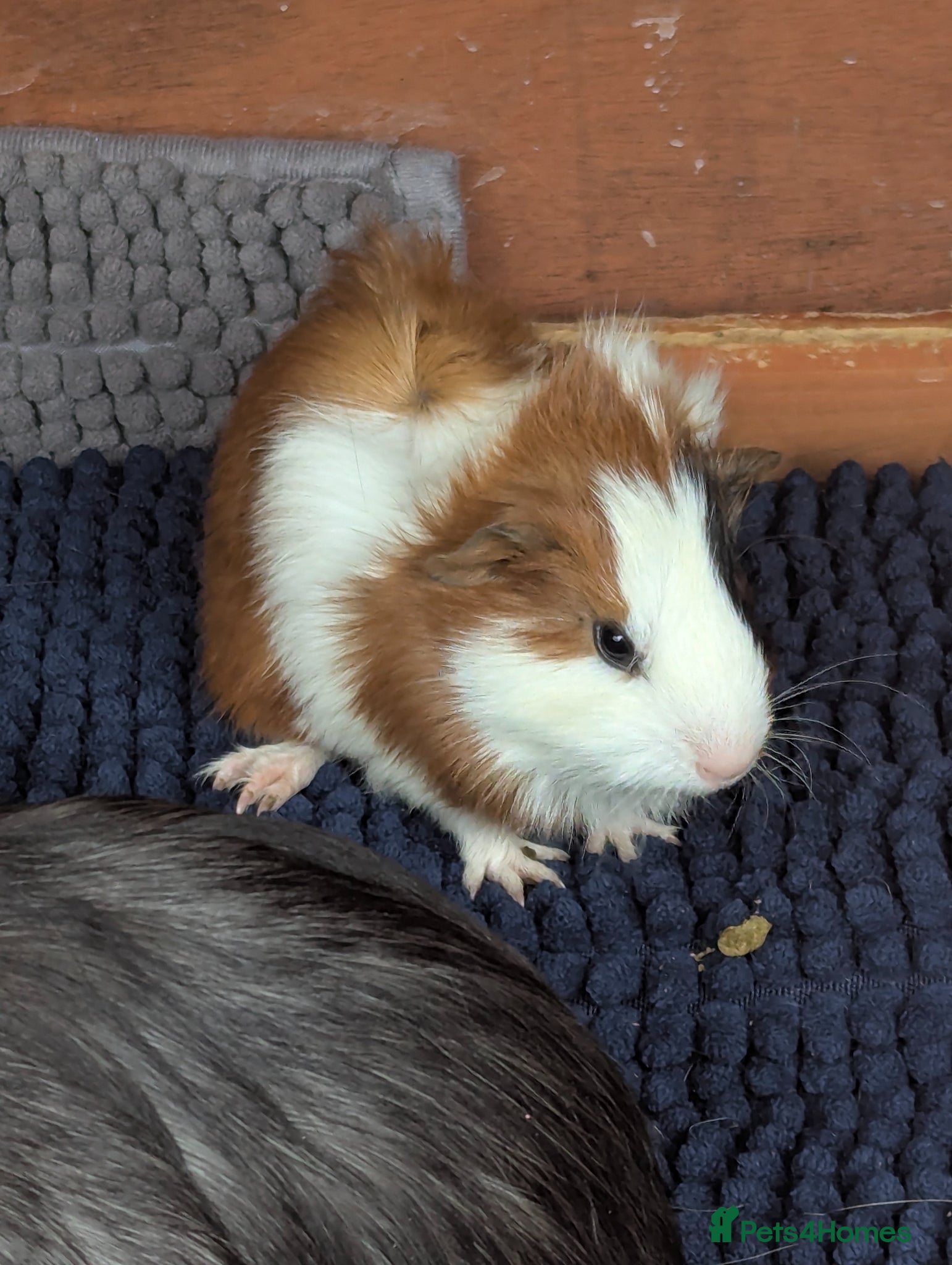 Guinea Pig rodents for sale: Beautiful mixed litter of baby guinea piggies. - Advert 11