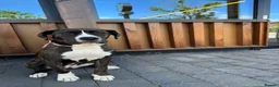 Mixed Breed dogs for sale: 7 months old puppy looking for her forever home  - Advert 2