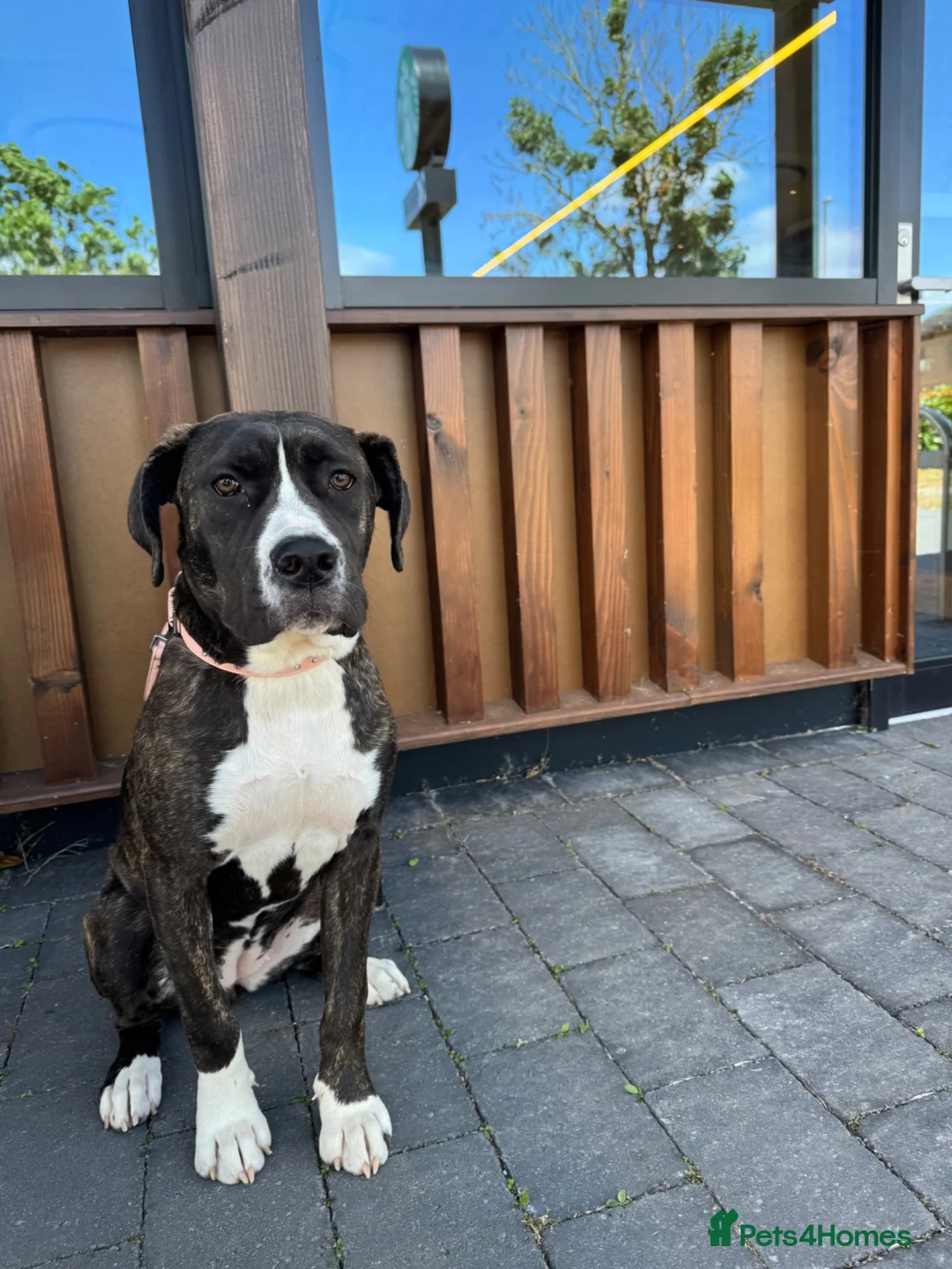 Mixed Breed dogs for sale: 7 months old puppy looking for her forever home  - Advert 2