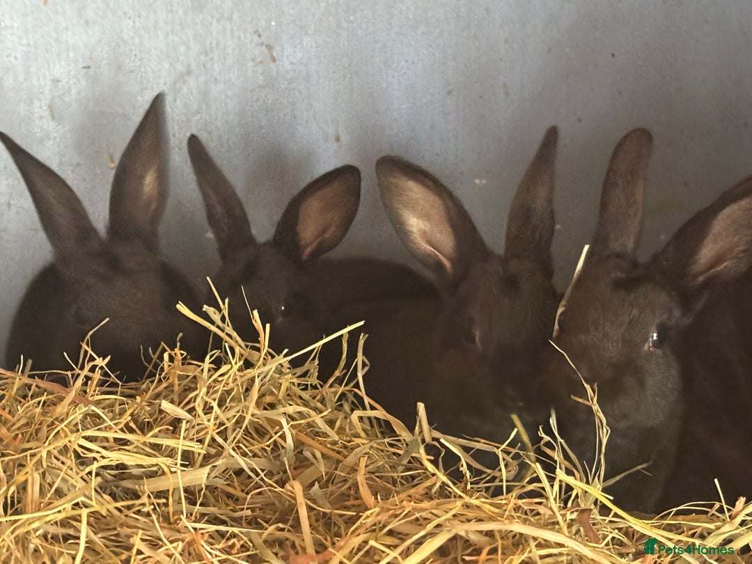 Rex rabbits for sale: Standard and mini Rex  - Image 10