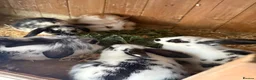 Mini Lop rabbits for sale: Baby mini lop rabbits - Advert 1