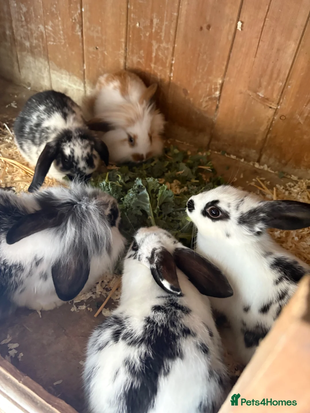 Mini Lop rabbits for sale: Baby mini lop rabbits - Advert 1