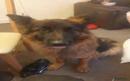 German Longhaired Pointer dogs for sale: Female German Shepherd - Image 3