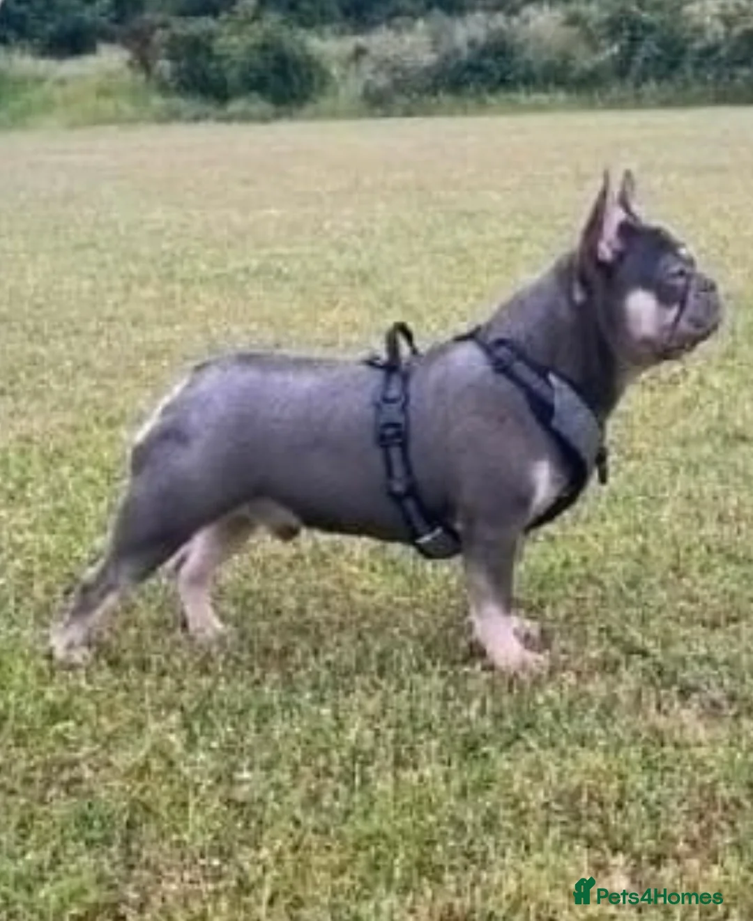 French Bulldog dogs for sale: KC registered new shade French Bulldog puppies - Advert 16