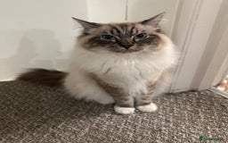Ragdoll cats for sale: Our boy is looking for his forever home. - Image 1