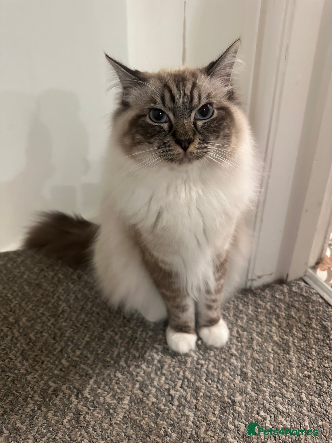 Ragdoll cats for sale: Our boy is looking for his forever home. - Image 1